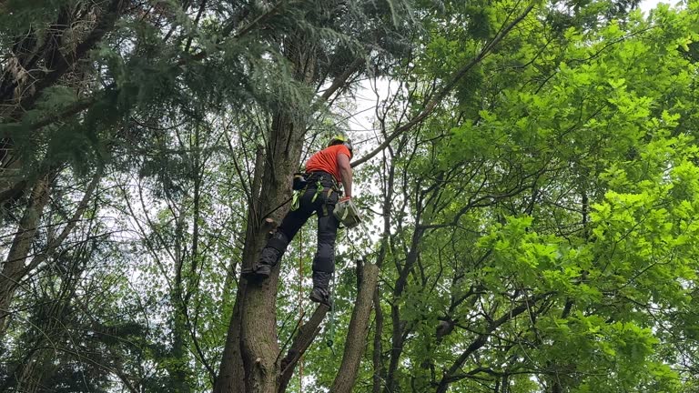 Best Hazardous Tree Removal  in Winter Gardens, CA